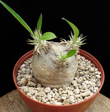 Pachypodium eburneum caudex for sale  Shipping to United Kingdom