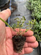 Herbs 4cm plug for sale  GAINSBOROUGH