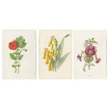Set of 3 Botany Prints Avens - Lachenalia - Achimenes, used for sale  Shipping to South Africa
