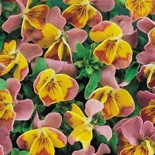 NOVO! 35+ MINIOLA CORAÇÃO ROSA BICOLOR VIOLA FLOR SEMENTES/SOMBRA PERENE comprar usado  Enviando para Brazil