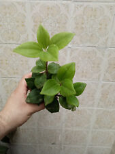 Peperomia pereskifolia plante d'occasion  Expédié en France