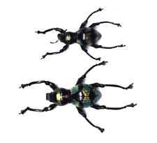 Insect - CURCULIONIDAE Pachyrhynchus orbifer ssp - Philippines - Pair A - .....!! for sale  Shipping to South Africa