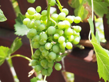 Green grape vitis d'occasion  Expédié en Belgium