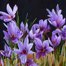 100 saffron plant for sale  Miami