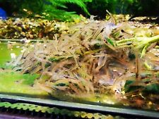 Young amano algae for sale  WORCESTER