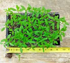 seedling trays for sale  Martinsburg