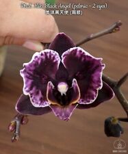 Phalaenopsis miki black gebraucht kaufen  Straubenhardt