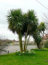 Cordyline australis torbay for sale  Shipping to Ireland