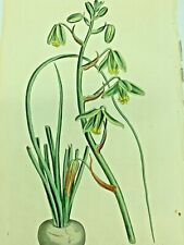 GRASS-GREEN ALBUCA PLANTS 1814 Antique Print Original Curtis Botanical, used for sale  Shipping to South Africa
