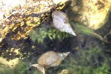 Gros escargots eau d'occasion  Castelnau-de-Médoc