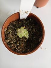 pinguicula for sale  SHEFFIELD
