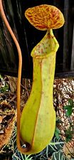 Nepenthes eustachya for sale  San Antonio