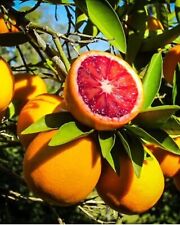 Blood orange citrus for sale  Largo