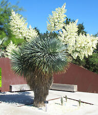 Yucca rostrata rare d'occasion  Expédié en Belgium