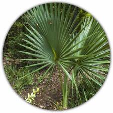Washingtonia robusta/palma messicana da Washington/palma a ventaglio/20 semi, usato usato  Spedire a Italy