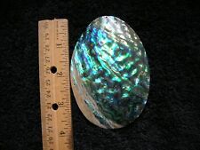 Long paua abalone for sale  Lincoln City