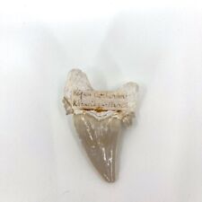 Dent fossile requin d'occasion  Sainte-Luce-sur-Loire