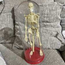 Standing human skeleton for sale  NEWPORT
