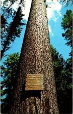 Postcard Mammoth Sugar Pine Rogue River National Forest Union Creek Oregon A81 for sale  Shipping to South Africa