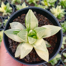 haworthia Retusa varigated free pythosanitary ship by dhl express for sale  Shipping to South Africa
