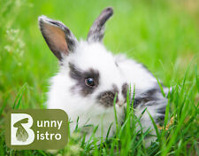 Bunny bistro rabbit for sale  FAKENHAM