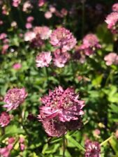 Astrantia major rosensinfonie for sale  PENRITH