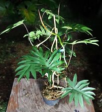Philodendron mayoi plant for sale  Hollywood