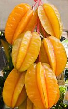 Star fruit sweet for sale  USA