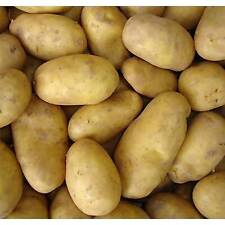 Charlotte seed potatoes for sale  SPALDING