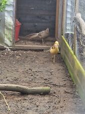 Yellow golden pheasant for sale  BECCLES