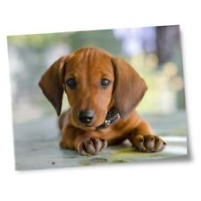 8x10 prints dachshund for sale  SELBY