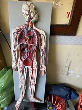 Corpo umano anatomia usato  Potenza
