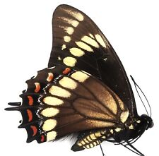 PAPILIO SCAMANDER GREYI MALE FROM SAO BENTO DO SUL, SANTA CATARINA, BRAZIL for sale  Shipping to South Africa