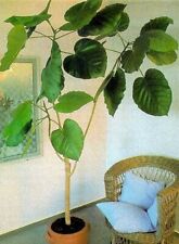 Ficus auriculata stecklinge gebraucht kaufen  Kaiserslautern
