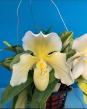 Paphiopedilum icy icy for sale  San Francisco