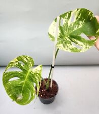 Monstera Mint Siam Variegated  for sale  Shipping to South Africa