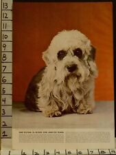 Used, 1941 DANDIE DINMONT TERRIER CLUB KENNEL BREED PEDIGREE DOG PHOTO  2300123001 for sale  Shipping to South Africa