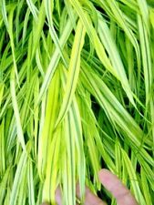 Used, 30 AUREOLA JAPANESE FOREST GRASS SEEDS - Hakonechloa macra 'Aureola' for sale  Shipping to South Africa