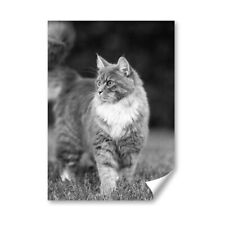 Tabby maine coon for sale  Shipping to Ireland