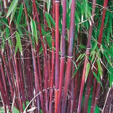 Red umbrella bamboo for sale  IPSWICH