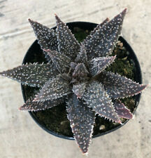 Star aloe gasteraloe for sale  San Marcos