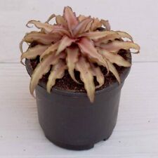 Earth star small for sale  USA