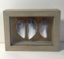 Mussel shells wooden for sale  ROYSTON