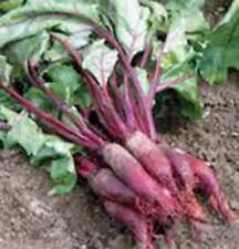Beets cylindra gmo for sale  Saint Peters