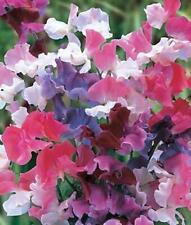 Sweet peas mixed for sale  UK