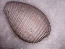 Fossil shell cowry d'occasion  Valence