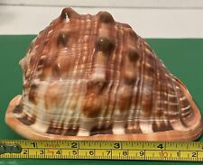 Bullmouth helmet conch for sale  Paw Paw