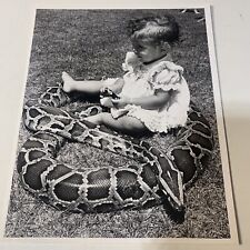 burmese pythons for sale  Lindon