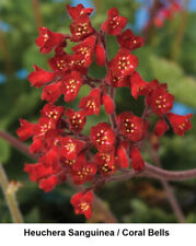 Heuchera Sanguinea Coral Bells, Crimson bells, or Fairy flower Superb Showy RED for sale  Shipping to South Africa