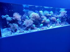 Meerwasser aquarium 180x70x50 gebraucht kaufen  Gmund a.Tegernsee